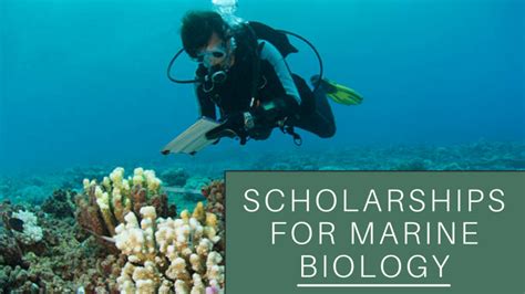 Learn The Secrets Of Securing Scholarships For Marine Biology Students: A Comprehensive Guide To Unlocking Educational Opportunities